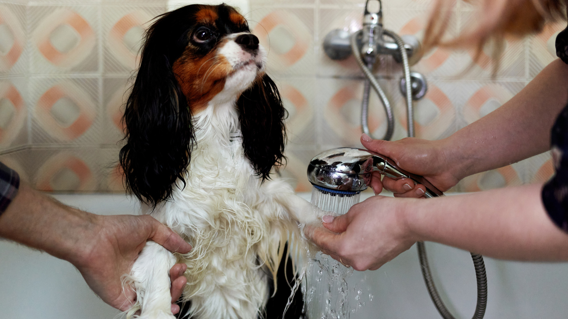 perro en lavado de sus patas